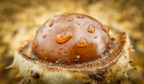 Detalle de castaño — Foto de Stock