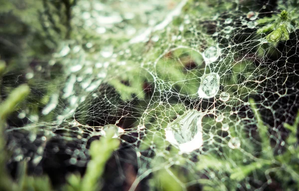 Dettaglio di cobweb — Foto Stock