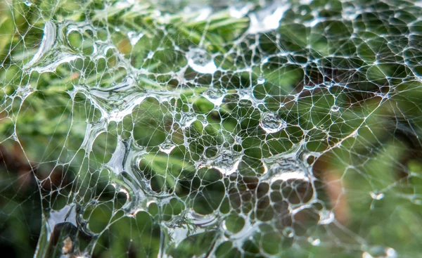 Detail of spider web — Stock Photo, Image