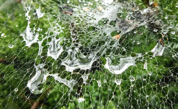 Drops on spider web — Stock Photo, Image