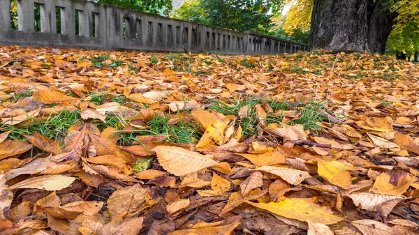 Folhas de outono no parque — Fotografia de Stock