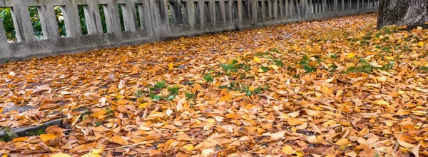 가을 잎 이 땅에 떨어진다 — 스톡 사진