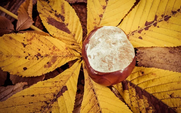 Castanha no chão — Fotografia de Stock