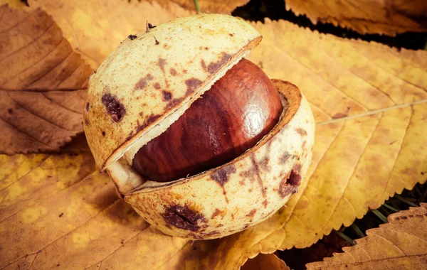 Chestnut and autumn leaf — Stock Photo, Image