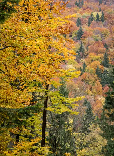 Árvore na floresta de outono — Fotografia de Stock