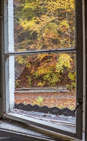 Podzimní stromy oknem — Stock fotografie