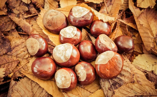 Castanhas em folhas de outono — Fotografia de Stock