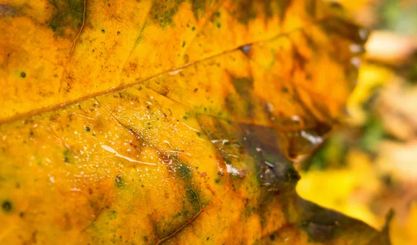 Détail de feuille d'automne — Photo