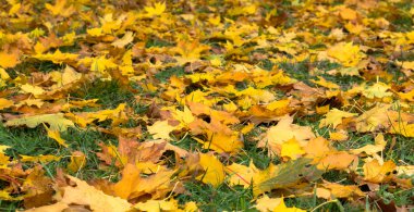 Sonbahar yaprakları yerde.