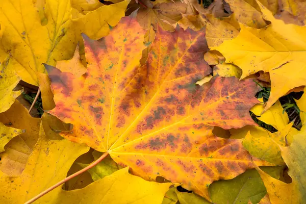 紅葉 — ストック写真