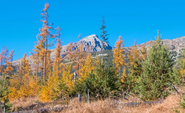 Höst i skogen — Stockfoto