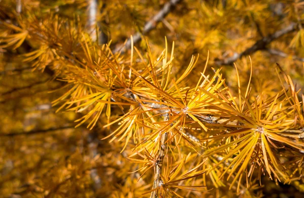 Autumn coniferous tree — Stock Photo, Image