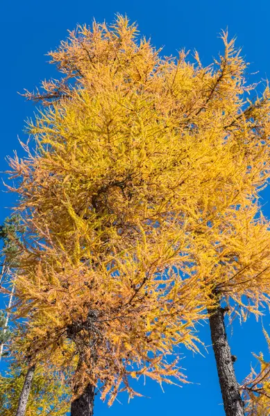 Conifere di autunno — Foto Stock