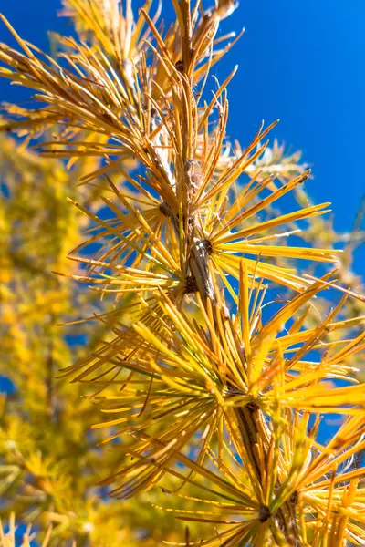 Podzimní jehličnatý strom — Stock fotografie