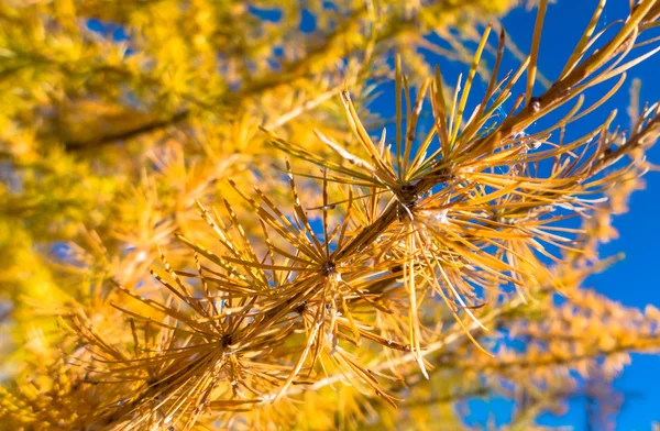 Autumn coniferous tree — Stock Photo, Image
