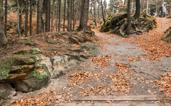 Барвиста осінь в лісі — стокове фото