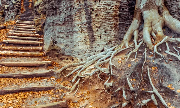 Árbol y escaleras — Foto de Stock