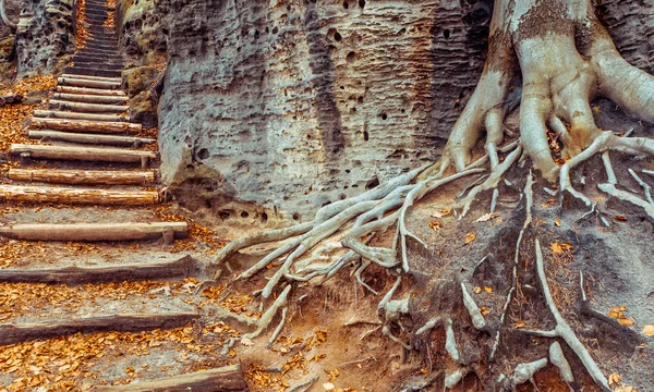 Arbre et escaliers — Photo