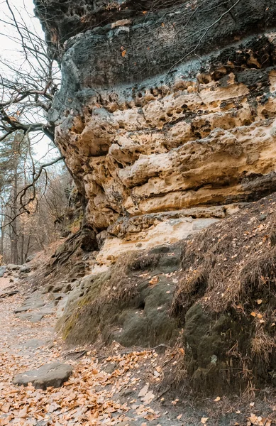 Великий камінь у лісі — стокове фото