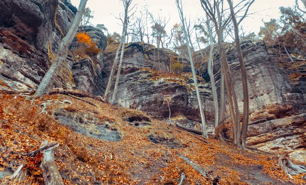 Skogen i tjeckiska Schweiz — Stockfoto