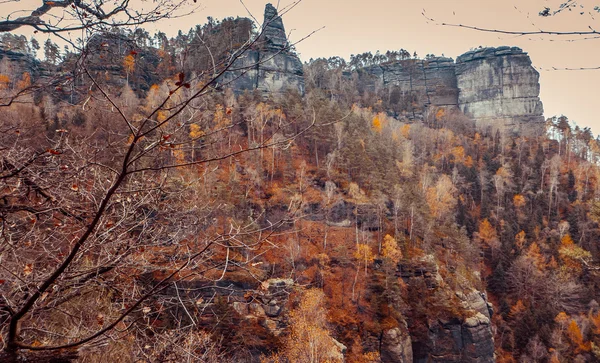 Erdő: Bohemian switzerland — Stock Fotó