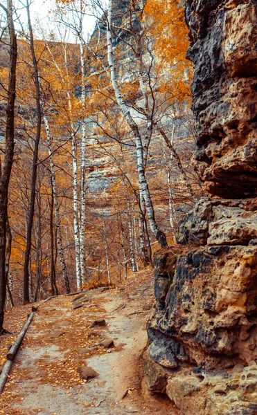 森の山道 — ストック写真