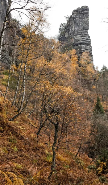 Wald in der Tschechischen Schweiz — Stockfoto