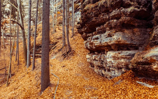 Őszi erdő: Bohemian Switzerland — Stock Fotó