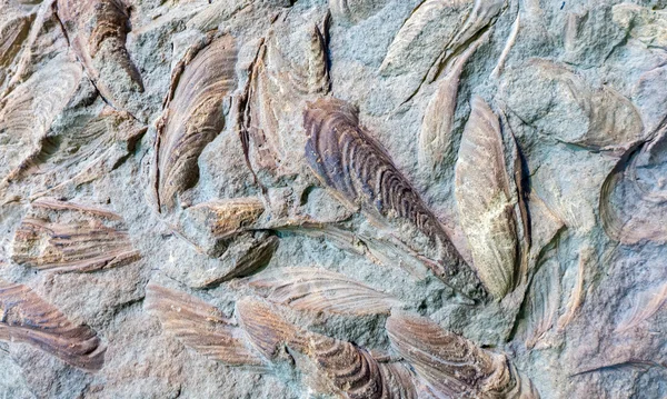 Detail of fossilized seashell — Stock Photo, Image