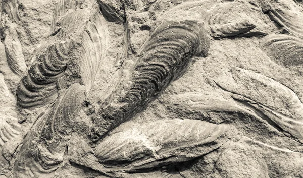 Detail einer versteinerten Muschel — Stockfoto