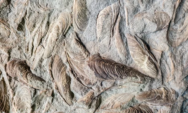 Fossilien von Muscheln — Stockfoto