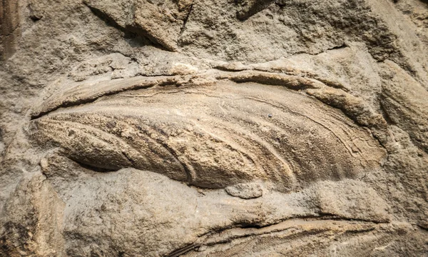 Detalhe da concha fossilizada — Fotografia de Stock