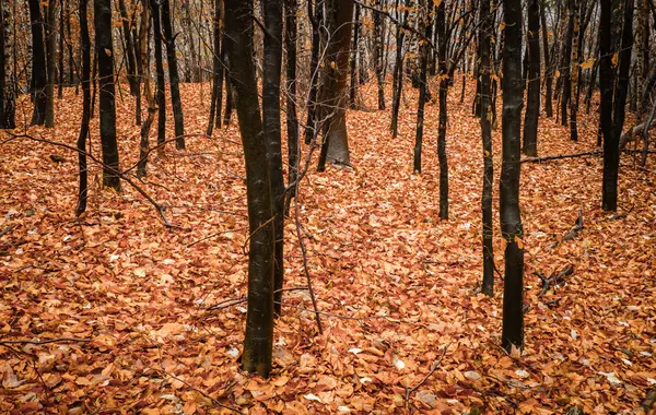 木の秋の紅葉 — ストック写真