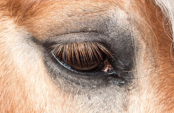 Auge des Pferdes — Stockfoto