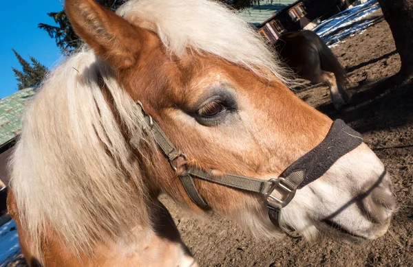 頭ご存じありません馬 — ストック写真