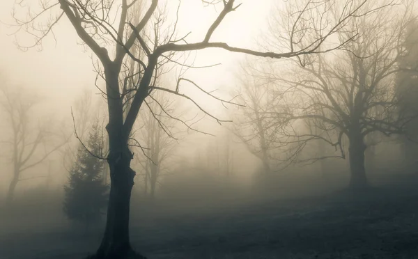 Tree in fog — Stock Photo, Image
