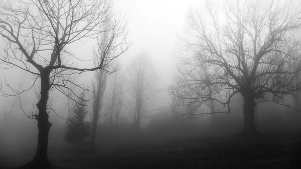 Δέντρο σε ομίχλη — Φωτογραφία Αρχείου