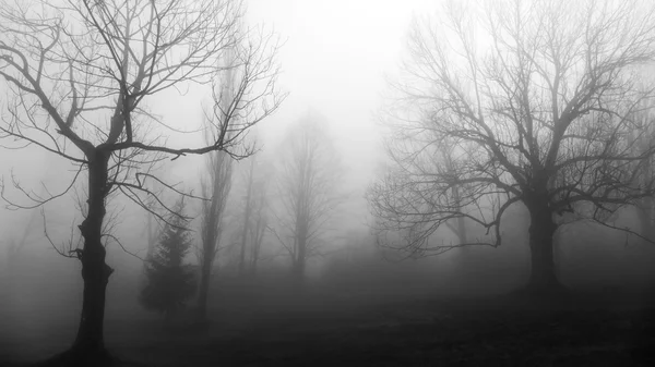 Tree in fog — Stock Photo, Image