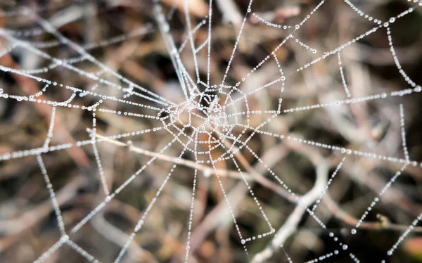 Gotas en tela de araña — Foto de Stock