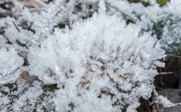 Frozen plant - detail — Stock Photo, Image