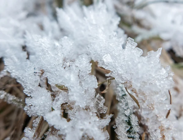 Gefrorene Pflanze - Detail — Stockfoto