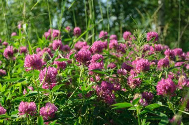 Fresh clover flowers on summer sunny day