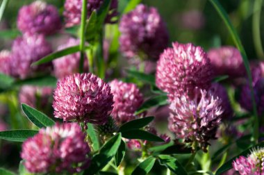 Fresh clover flowers on summer sunny day