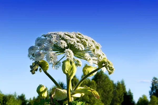 Hogweed Цветок Фоне Травы Голубого Неба — стоковое фото