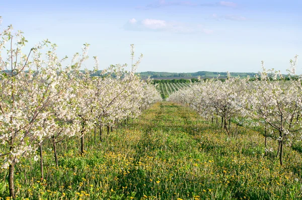Вишневі дерева з весняним цвітінням — стокове фото