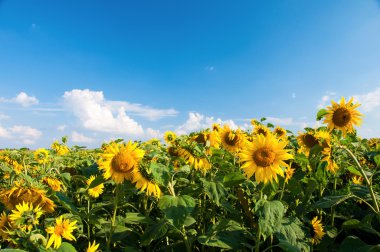 Ayçiçeği tarlası