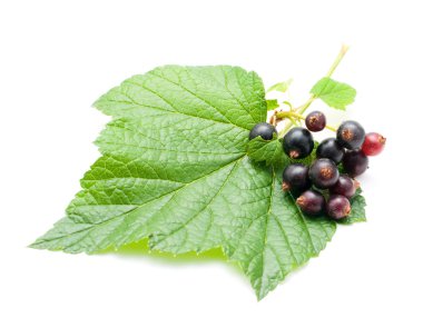 İzole yeşil yaprakları ile kuş üzümü