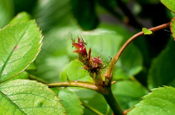 Bladlöss skada rosor. Sjukdom av växter — Stockfoto