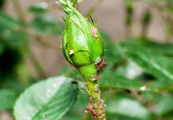 Aphids 장미 손상. 식물의 병 스톡 사진