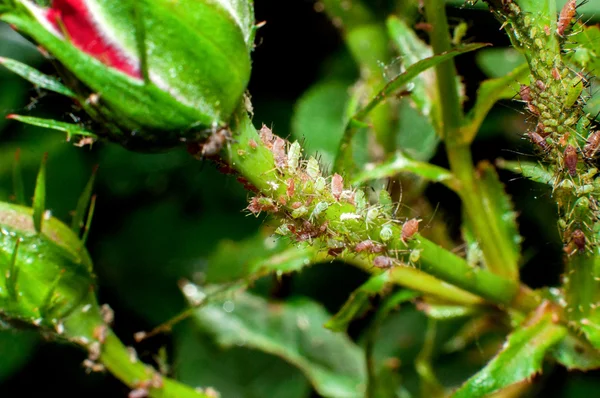 Os pulgões danificam rosas. Doença das plantas Fotografias De Stock Royalty-Free